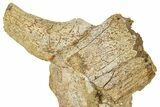 Fossil Dinosaur Bone Fragments in Sandstone - Wyoming #370627-1